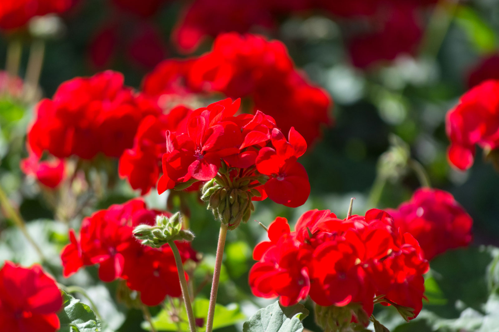 terpen geraniol se jmenuje po pelargonii